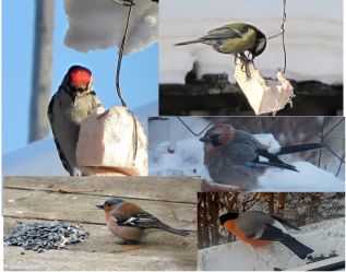 ПОКОРМИТЕ ПТИЦ