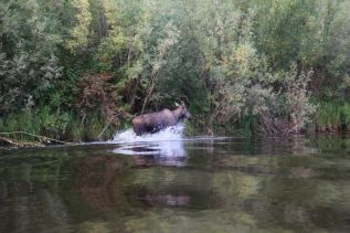 Влияние сукцессионного статуса среднетаежных лесов на изменение численности хищных млекопитающих в Эвенкии